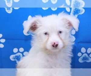 Aussie-Poo Puppy for sale in MARIETTA, GA, USA
