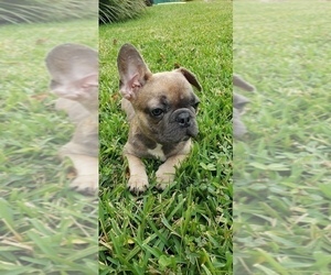 French Bulldog Puppy for sale in TAMPA, FL, USA