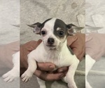 Small Chihuahua
