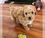 Small Photo #3 Poodle (Miniature)-Zuchon Mix Puppy For Sale in ALGOMA, WI, USA