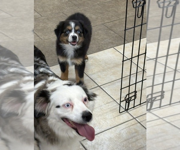 Medium Photo #4 Australian Shepherd Puppy For Sale in AUBURN, IN, USA