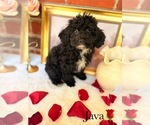 Small #5 Poodle (Toy)
