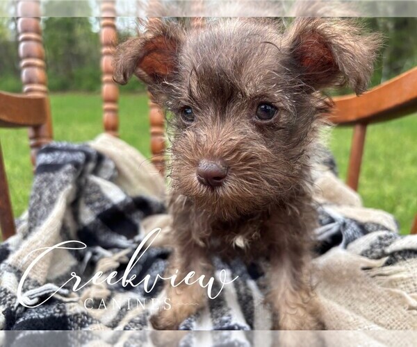 Medium Photo #11 Schnauzer (Miniature) Puppy For Sale in NIANGUA, MO, USA