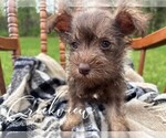 Small Photo #11 Schnauzer (Miniature) Puppy For Sale in NIANGUA, MO, USA