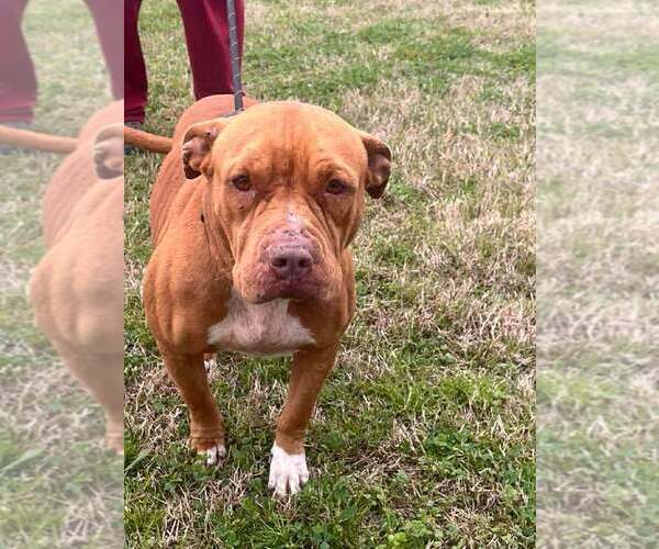 Medium Photo #2 Mutt Puppy For Sale in Abbeville, LA, USA