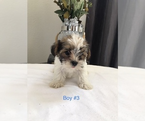 Shorkie Tzu Puppy for sale in ROSSVILLE, GA, USA