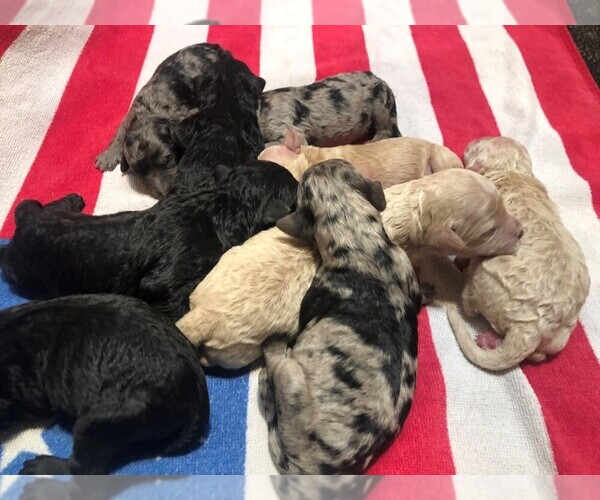 Medium Photo #1 Sheepadoodle Puppy For Sale in CRESTON, OH, USA