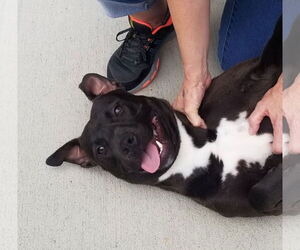 Benson - Male American Staffordshire Terrier-Labrador Retriever Mix Dog for Adoption - Photo #3