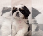 Small Photo #4 Shih Tzu Puppy For Sale in ATWATER, CA, USA