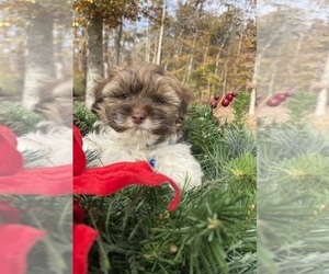 ShihPoo Puppy for sale in SCOTTSVILLE, VA, USA