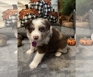 Australian Shepherd Puppy for sale in EXETER, MO, USA