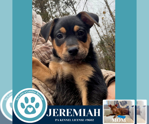 Medium Photo #4 Mutt Puppy For Sale in Kimberton, PA, USA