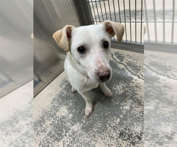 Medium Photo #1 Chihuahua-Labrador Retriever Mix Puppy For Sale in Fairbanks, AK, USA