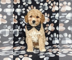 Goldendoodle (Miniature) Puppy for sale in KIRKWOOD, PA, USA