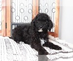 Small #1 Poodle (Standard)-Portuguese Water Dog Mix