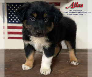 Miniature Australian Shepherd Puppy for sale in SARASOTA, FL, USA
