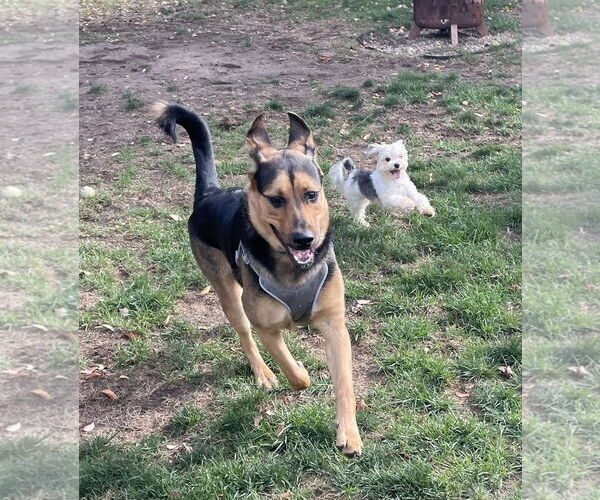 Medium Photo #2 German Shepherd Dog-Unknown Mix Puppy For Sale in Rochester, NY, USA