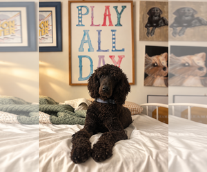 Poodle (Standard)-Unknown Mix Dogs for adoption in Oakhurst, NJ, USA
