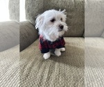 Small #2 Maltese