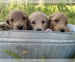 Goldendoodle Puppy for sale in VACAVILLE, CA, USA