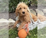 Jace - Male Cockapoo (Miniature) Puppy for Sale - Photo #3