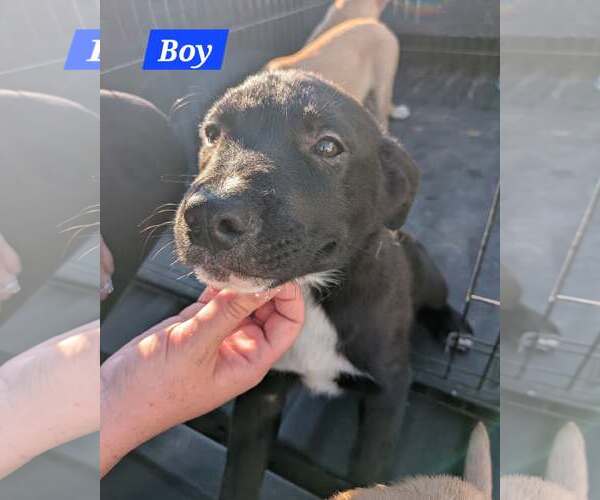 Medium Photo #1 Labrador Retriever-Unknown Mix Puppy For Sale in Sheboygan, WI, USA