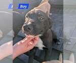 Espresso - Coffee Crew - Male Labrador Retriever-Unknown Mix Dog for Adoption - Small photo