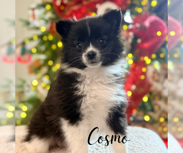 Medium Photo #1 Pomeranian Puppy For Sale in ADDISON, IL, USA