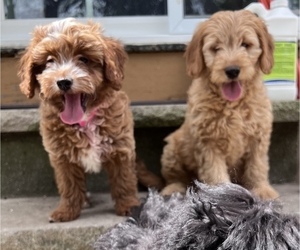 Goldendoodle (Miniature) Puppy for sale in SOUTH ORANGE, NJ, USA