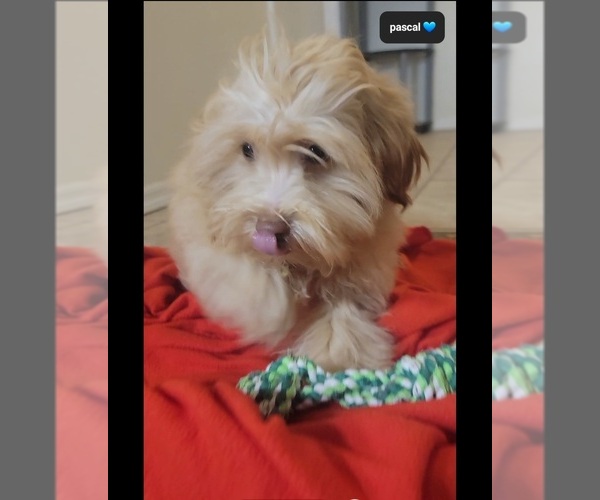 Medium Photo #3 Zuchon Puppy For Sale in TUCSON, AZ, USA