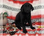 Small Photo #32 Labrador Retriever Puppy For Sale in MERIDEN, KS, USA