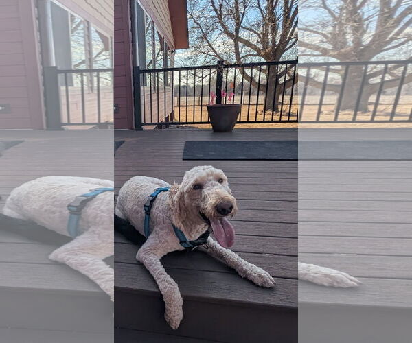 Medium Photo #5 Poodle (Standard) Puppy For Sale in Sioux Falls, SD, USA