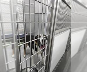 Border Collie-Unknown Mix Dogs for adoption in Norfolk, VA, USA