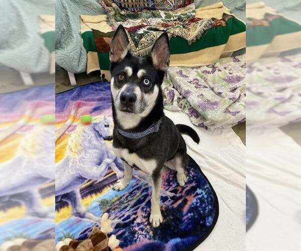 Medium Photo #1 Siberian Husky-Unknown Mix Puppy For Sale in Fort Wayne, IN, USA