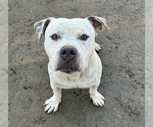 Mutt Dogs for adoption in Riverside, CA, USA