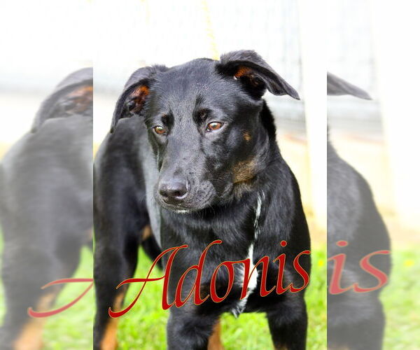 Medium Photo #3 Mutt Puppy For Sale in Evansville, IN, USA
