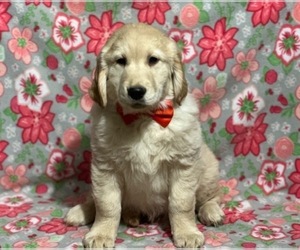 Golden Retriever Puppy for sale in LANCASTER, PA, USA