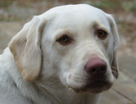 Medium Photo #1 Labrador Retriever Puppy For Sale in CALERA, OK, USA