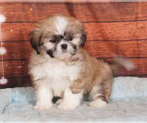 Shih Tzu Puppy for sale in PENNS CREEK, PA, USA