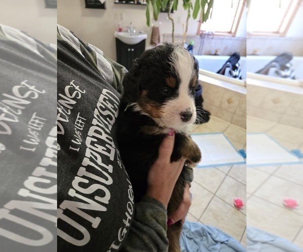 Medium Photo #8 Bernese Mountain Dog Puppy For Sale in BEAVER DAM, WI, USA