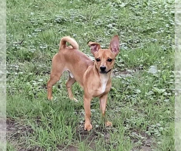 Medium Photo #3 Chiweenie Puppy For Sale in pomfret, CT, USA