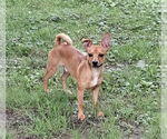 Small #2 Chiweenie