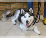 Small #1 Siberian Husky