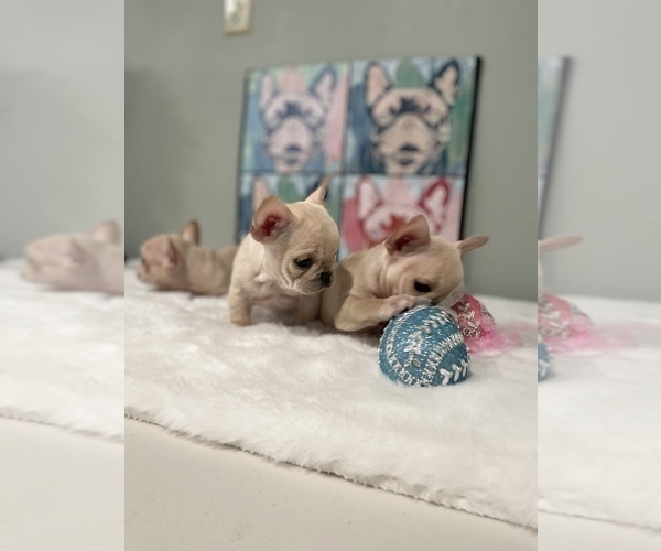 Full screen Photo #4 French Bulldog Puppy For Sale in ADELAIDE, WA, USA