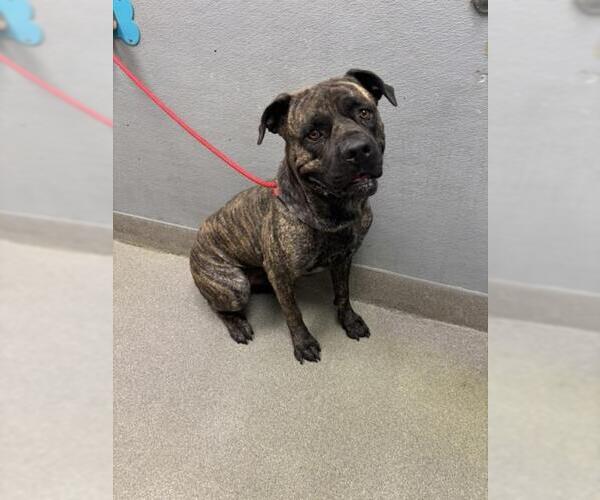 Medium Photo #1 Mutt Puppy For Sale in Las Vegas, NV, USA