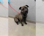 Small Mutt