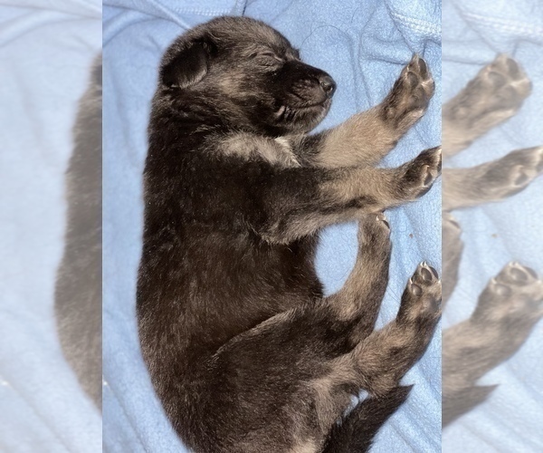 Medium Photo #4 German Shepherd Dog Puppy For Sale in RAVENDEN, AR, USA