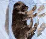 Small Photo #4 German Shepherd Dog Puppy For Sale in RAVENDEN, AR, USA