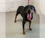 Small Rottweiler