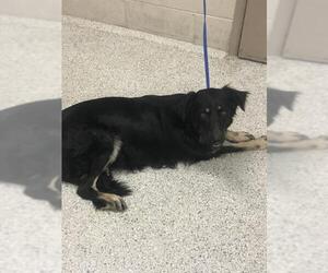 Border Collie-Unknown Mix Dogs for adoption in Conroe, TX, USA